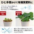 シマ株式会社 パリパリキュー ライト PCL-35